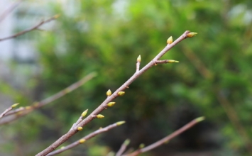 Khoan dung
